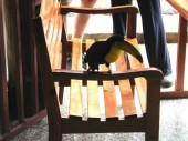 Thumbs/tn_Toucan .jpg